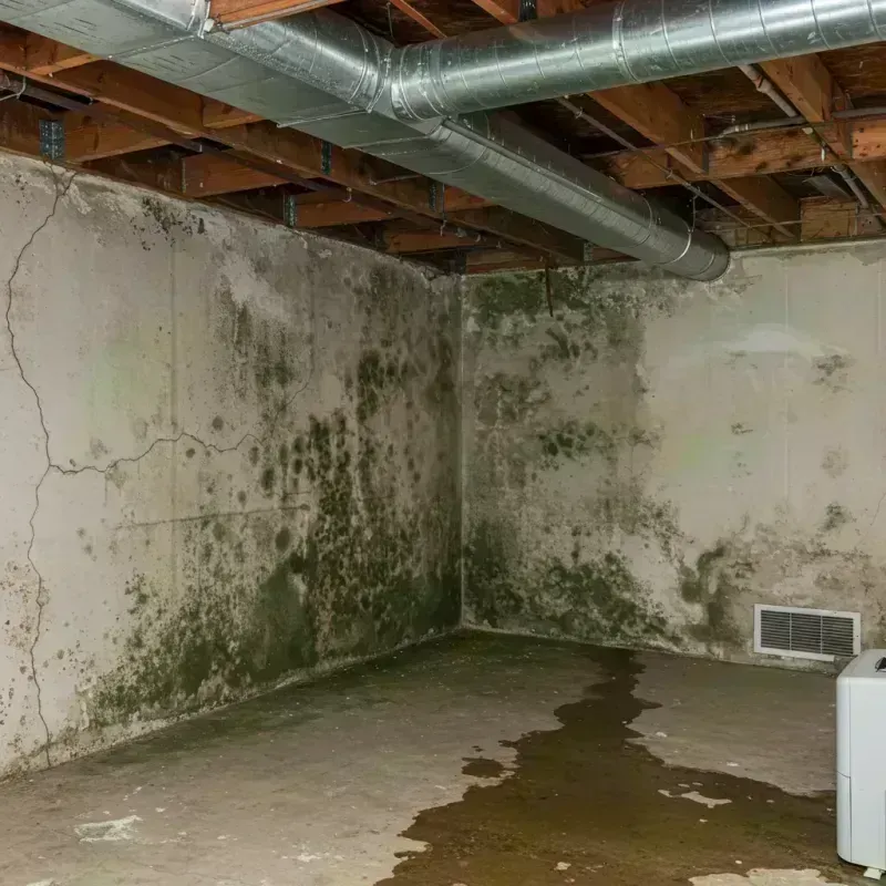 Professional Mold Removal in Edinburg, IL